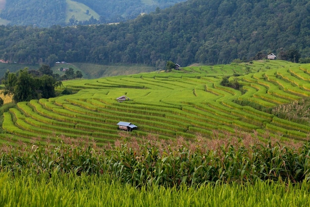 Rizières en terrasses vertes à Ban Pa Bong Peay à Chiangmai en Thaïlande