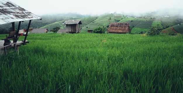 Rizières en terrasses vertes et huttes à la saison des pluies