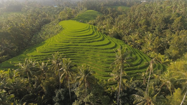Des rizières avec des terres agricoles en Indonésie