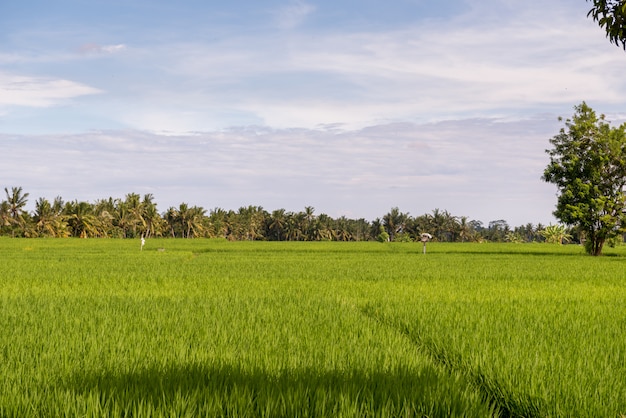 Rizières tropicales luxuriantes en été