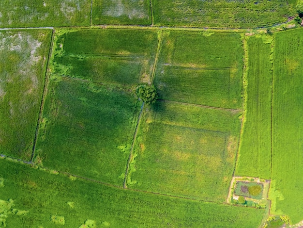 Rizières vertes en Asie, photographies aériennes de drone