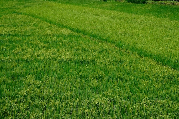 rizières vertes et fertiles sous les tropiques. Oryza sativa. Le riz est l'aliment de base de la plupart des asiatiques.