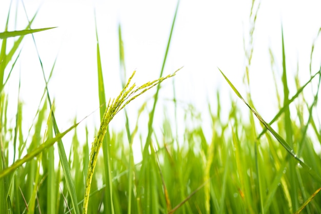 Les rizières vertes fraîches dans les champs font pousser leurs grains sur les feuilles avec des gouttes de rosée