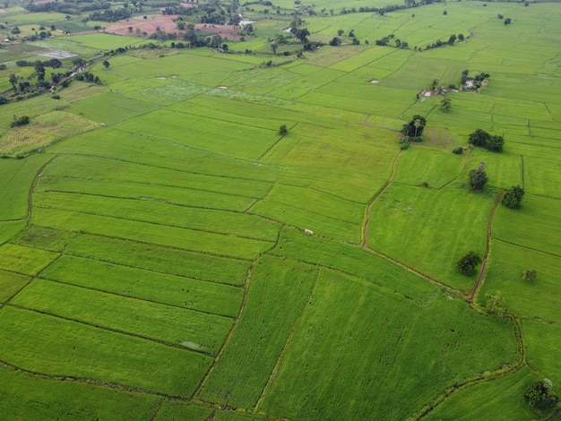 Rizières vertes fraîches, photographies aériennes de drones