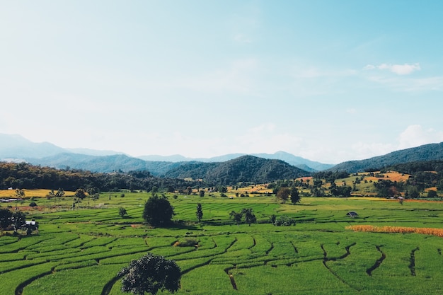 Rizières vertes d'en haut À la campagne