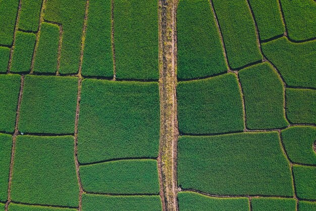 Rizières vertes d'en haut À la campagne