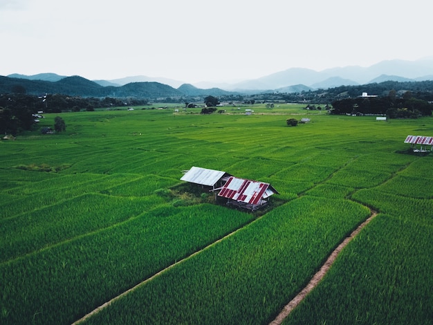 Rizières vertes d'en haut À la campagne