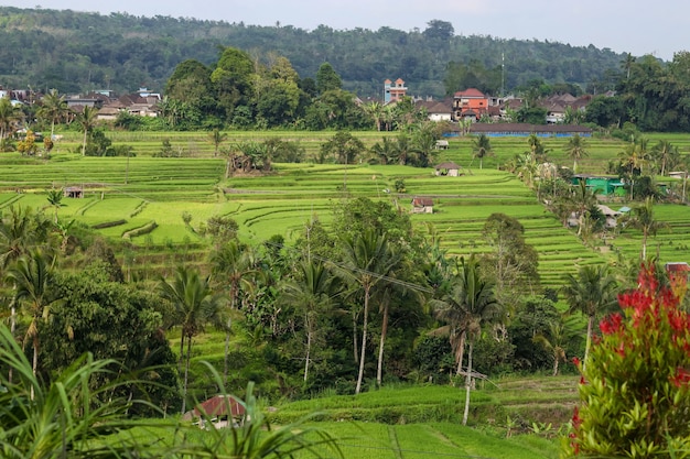 Les rizières vertes Jatiluwih sur l'île de Bali, en Indonésie, sont un site du patrimoine de l'UNESCO, c'est l'un des endroits recommandés à visiter à Bali avec des vues spectaculaires