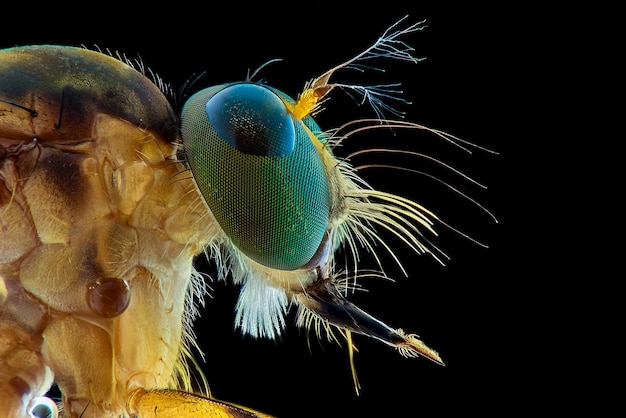 robberfly macro extrême