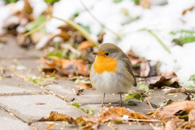 Robin sur une branche