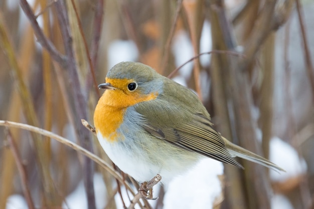 Robin sur une branche