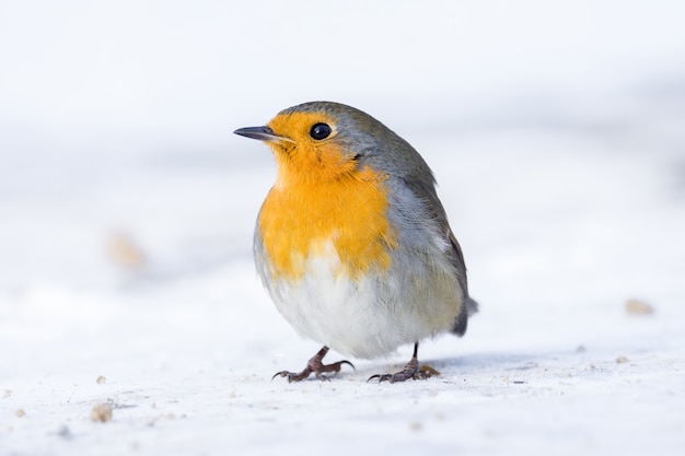 Robin sur une branche