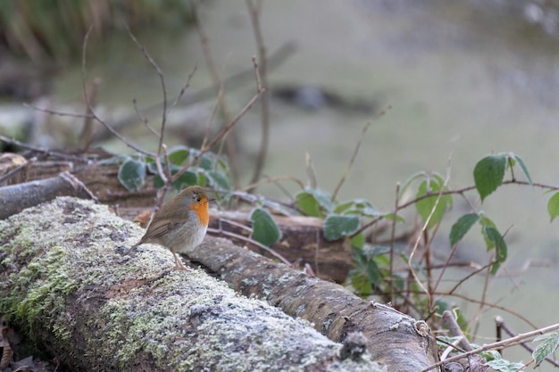 Robin debout sur un journal couvert de givre en hiver