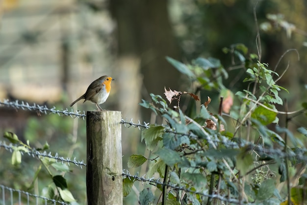 Robin debout sur un poteau de clôture en bois