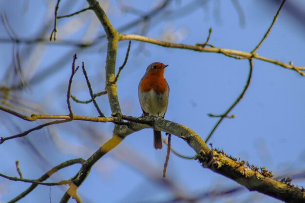 Robin Erithacus rubecula accroché à une branche d'arbre à l'extérieur