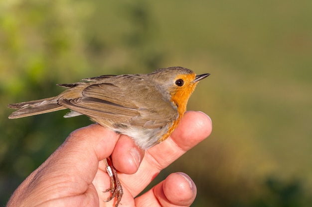 Robin, Erithacus rubecula, oiseau dans la main d'une femme pour le baguage des oiseaux