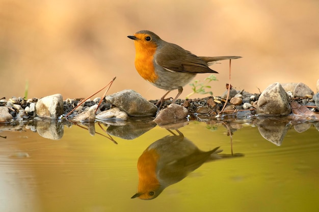 Robin européen buvant à un point d'eau naturel dans une forêt méditerranéenne avec les dernières lumières