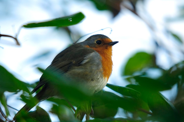 Le Robin européen (Erithacus rubecula aux abords) plus connu en Europe simplement comme le Robin