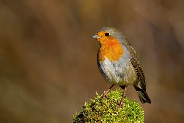 Robin européen mignon assis sur de la mousse verte