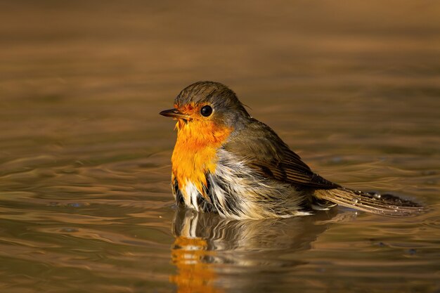 Robin européen se baignant dans l'eau en soirée de printemps ensoleillée.