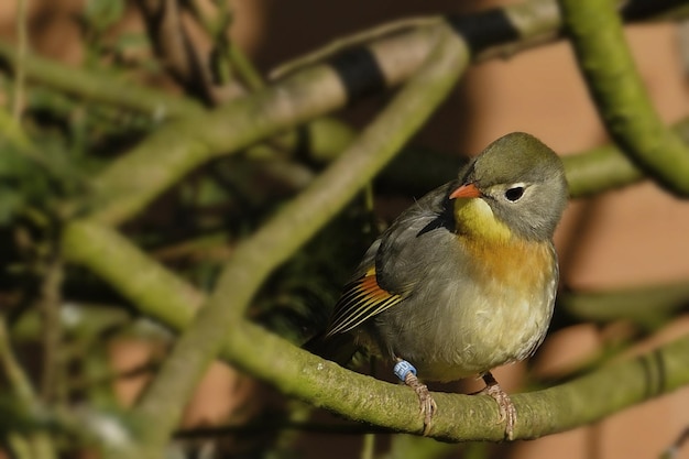 Robin perché sur une branche