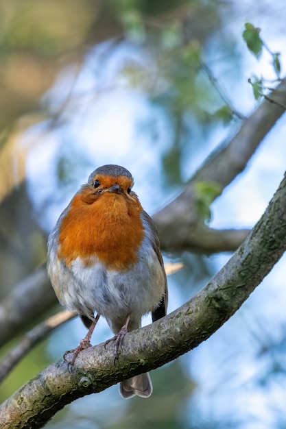 Robin à la recherche d'alerte dans un arbre un jour de printemps