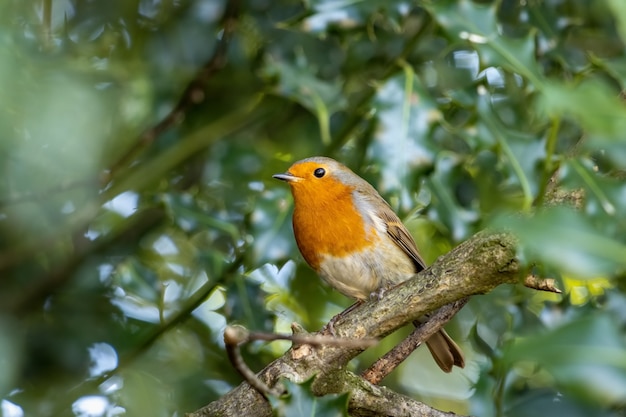 Robin à la recherche d'alerte dans un arbre le premier jour de l'automne