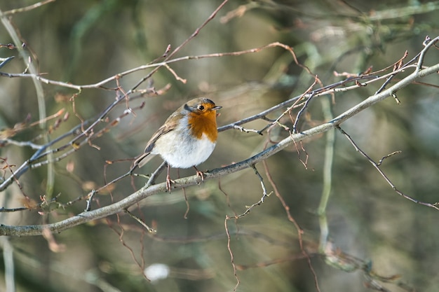 Robin unique à une journée d'hiver ensoleillée et froide sur un arbre