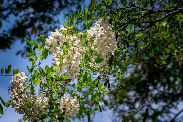 Robinia pseudoacacia ou photo de cloueup de criquet noir