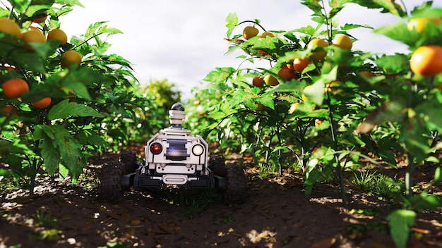 Un robot dans un champ d'oranges