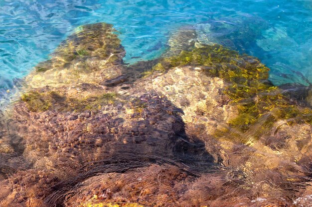 Rocas en agua cristalina cubiertas de algas en la orilla del Mediterrneo