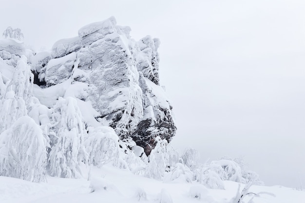 Roche gelée et arbres aux branches recouvertes de rime après blizzard sur le col de montagne en hiver