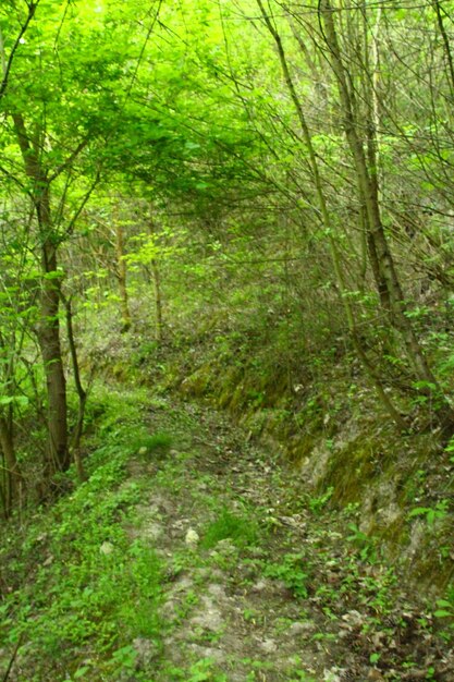 Photo une roche recouverte de mousse verte avec un fond vert