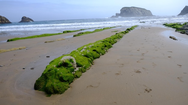 Rocher couvert d'algues sur la plage d'Arnía, à Costa Quebrada, Cantabrie, Espagne