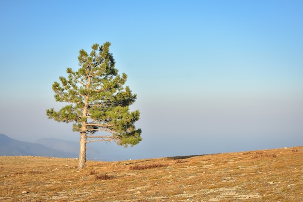 Rocher de pin solitaire, montagne d'arbre, pin sur la falaise