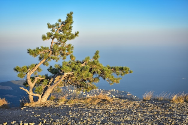 Rocher de pin solitaire, montagne d'arbre, pin sur la falaise