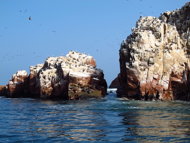 Des rochers avec des animaux dans l'océan Pacifique Paracas Pérou