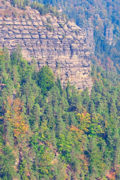 Rochers couverts de forêt