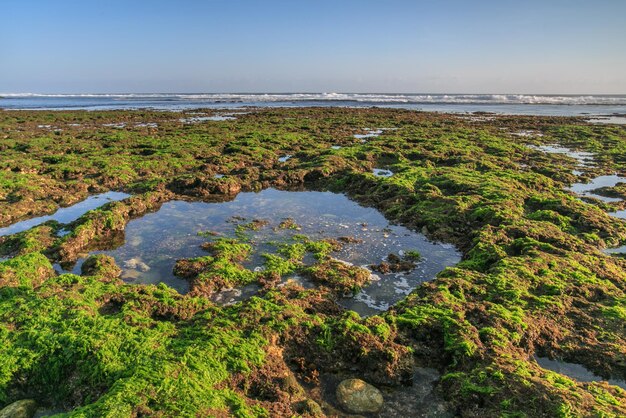 Des rochers couverts de mousse sur le rivage contre un ciel dégagé