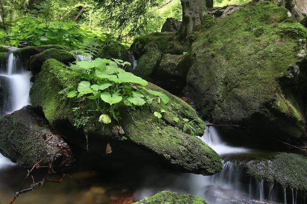 Rochers et eau courante