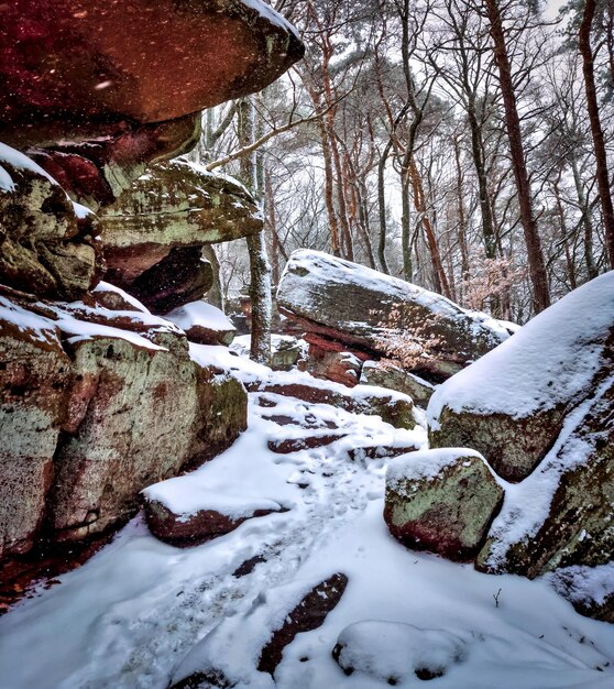 Rochers enneigés dans la forêt