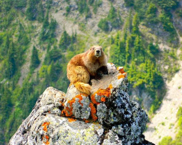 Photo des rochers sur des rochers dans la forêt