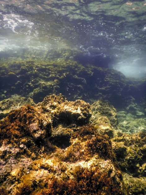 Les roches au fond de l'océan La vie sous-marine