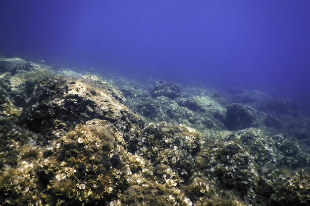 Photo les roches au fond de l'océan