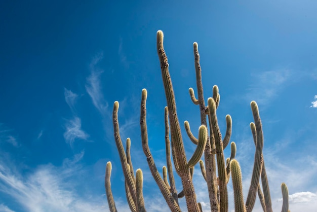 Photo roches de cactus et végétation typique du biome brésilien de caatinga dans l'état de paraíba au brésil