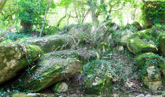 Roches dans la forêt