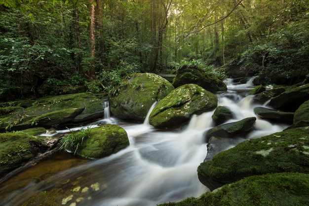 Rock stream mountain river cascade verte forêt nature paysage jungle