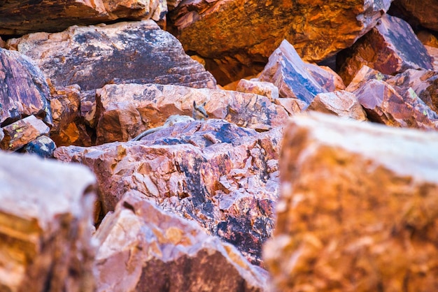 Rock Wallaby dans le Territoire du Nord, Australie