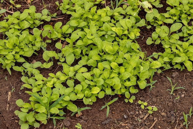 Rocketsalad Plante Feuilles de l'espèce Eruca vesicaria