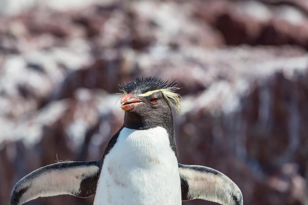 Rockhopper